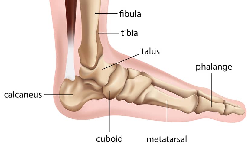 Bones of the human foot