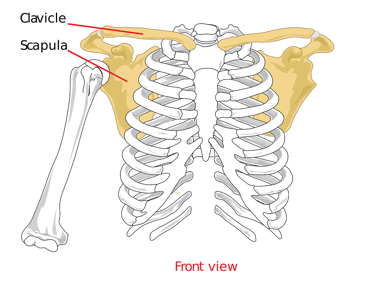 clavicle scapula drawing