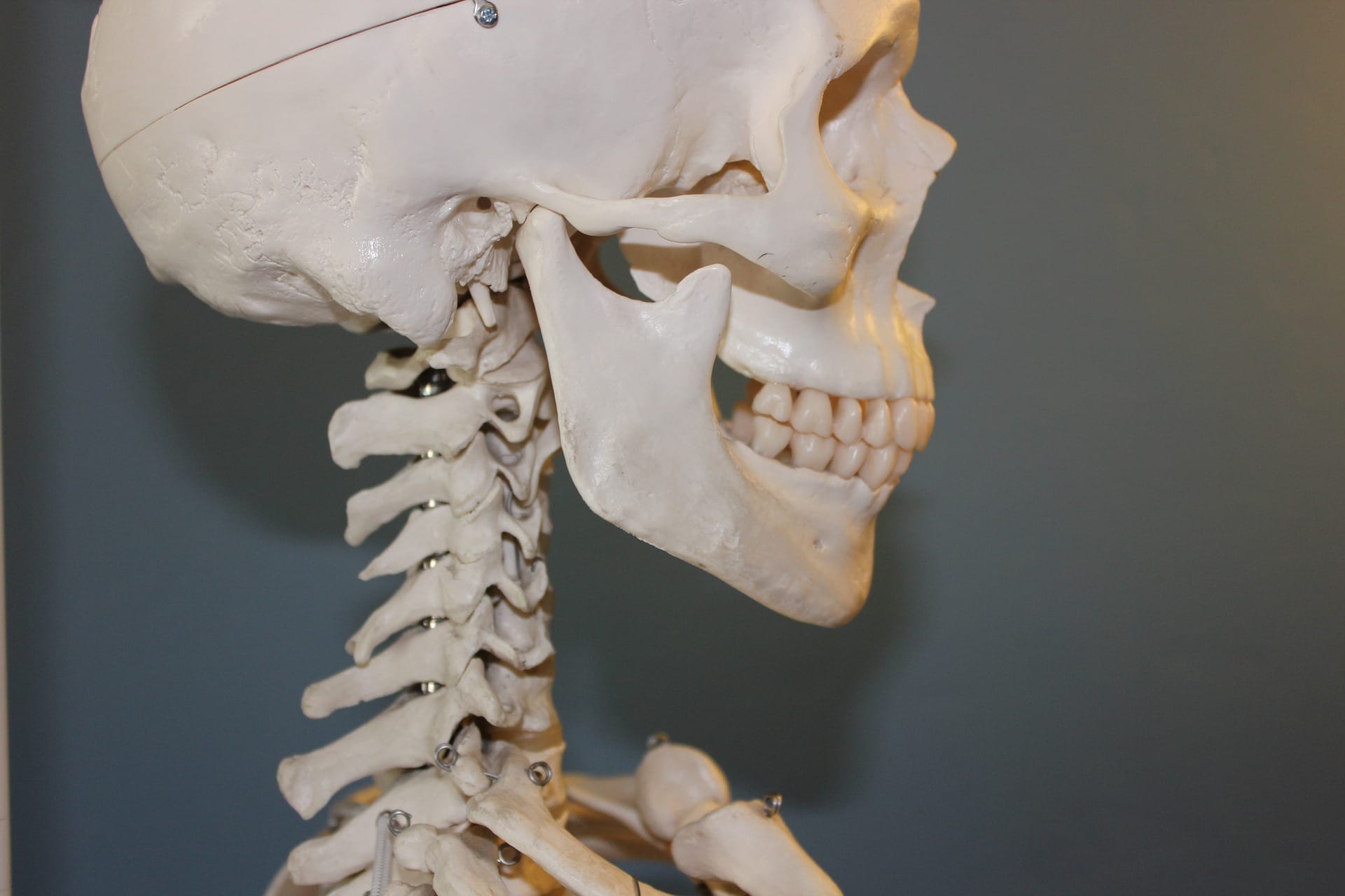 cervicals side view skeleton