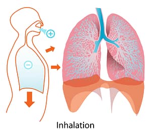 inhalation yoga anatomy