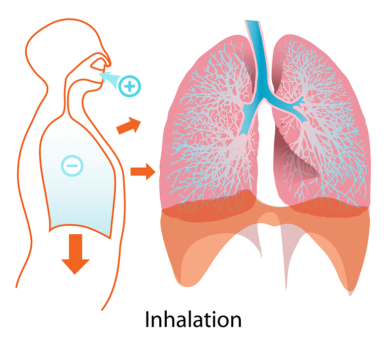 inhalation yoga anatomy